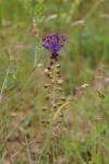 Muscari comosum