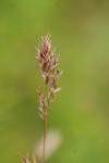 Poa bulbosa