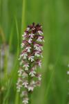 Neotinea ustulata