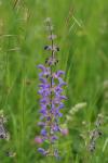 Salvia pratensis
