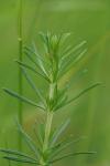 Galium verum
