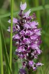 Orchis simia