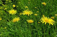 Doronicum plantagineum