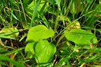 Doronicum plantagineum