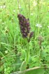 Orchis purpurea