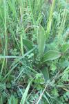 Orchis purpurea
