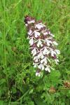 Orchis purpurea