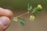Trifolium dubium