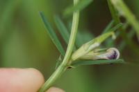 Vicia angustifolia
