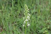 Platanthera chlorantha