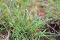 Bupleurum baldense