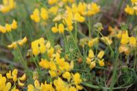 Coronilla minima