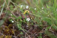 Arenaria controversa