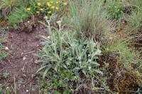 Inula montana