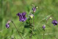 Aquilegia vulgaris