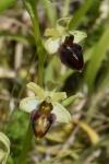 Ophrys aranifera