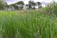 Eleocharis palustris