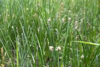 Eleocharis palustris