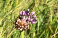 Allium vineale