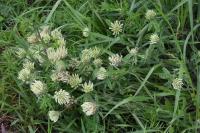 Trifolium ochroleucon