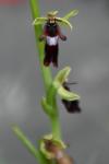 Ophrys insectifera