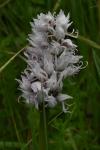 Orchis simia