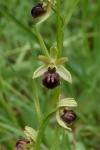 Ophrys aranifera
