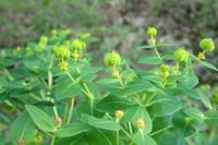 Euphorbia hyberna