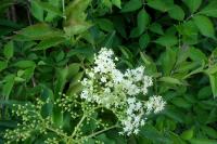 Sambucus nigra