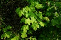 Acer campestre