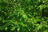 Euonymus europaeus