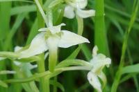 Platanthera chlorantha