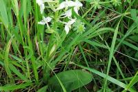 Platanthera chlorantha
