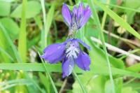 Polygala vulgaris