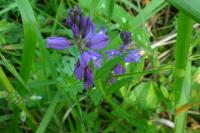 Polygala vulgaris