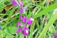 Polygala vulgaris