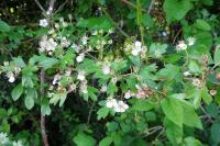 Crataegus monogyna