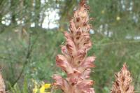 Orobanche rapum-genistae