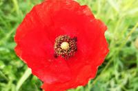 Papaver rhoeas