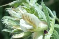 Vicia hybrida