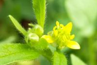 Ranunculus parviflorus