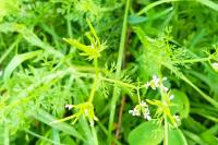 Scandix pecten-veneris