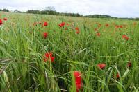 Papaver rhoeas