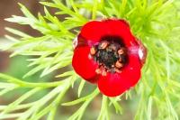 Adonis annua