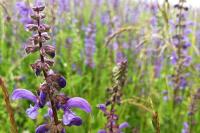 Salvia pratensis