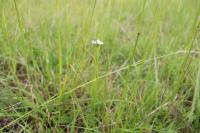 Arabis hirsuta