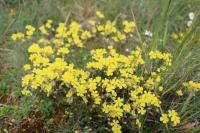 Helianthemum oelandicum