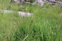 Filipendula vulgaris