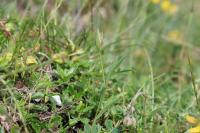 Bupleurum baldense