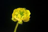 Ranunculus arvensis
